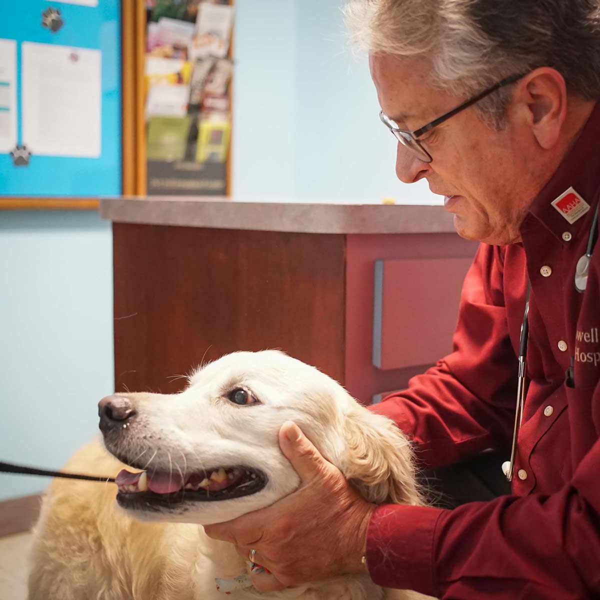 Dr Powell examining a labrador dog making sure of their health