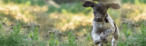 smiling dog