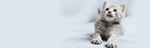 smiling cat