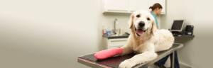 smiling dog