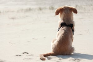 dog at beach