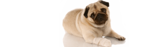 smiling dog
