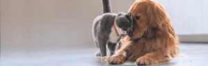 dog and cat